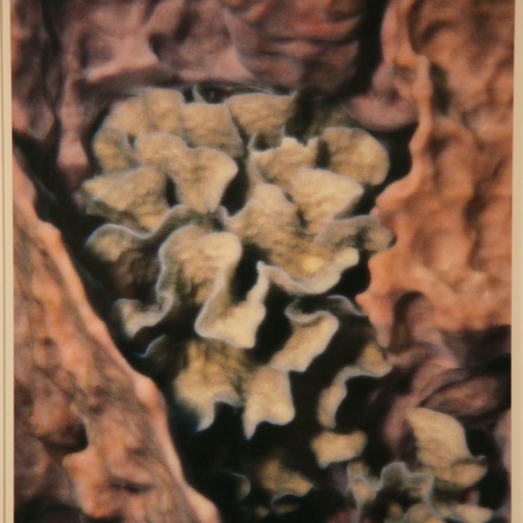 David Sailors - "Abundance", InkJetUltra, 15" x 20"