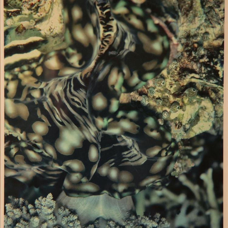 David Sailors - "Genie", InkJetUltra, 15" x 20"